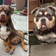 The American Bullies were stolen from Blackburn in July last year. Tyson (left) and Chanelle  (Image: LT)