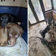 16 dogs and puppies have been rescued from “squalid conditions” in Tarleton