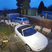 The sheep found somewhere to stay while the weather was bad as Storm Jocelyn battered the UK