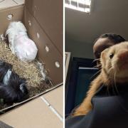 In two separate incidents the RSPCA were called out to rescue abandoned guinea pigs and ferrets.