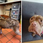 Malnourished dog with cropped ears found in Preston