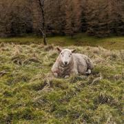 Pregnant sheep put to sleep after ‘dog attack’ at popular walking spot