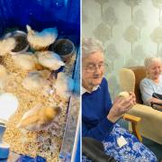 The emotional support chickens and two of Buckshaw's residents