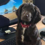 Maverick, the Lancashire Fire and Rescue Service's newest search and rescue dog.