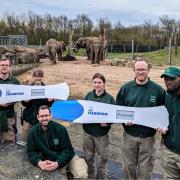 Blackpool Zoo looks forward to welcoming two baby Asian elephants later this year