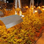 Inside the cannabis-growing bunker.