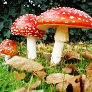 Fly agaric was used for 'flying ointment'