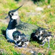 A lapwing with its young