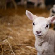 Darren Tillotson had been lambing before being caught drink driving
