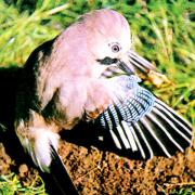 A jay delouses in an ants' nest