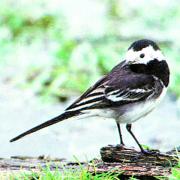 The pied wagtail has adapted to life in towns