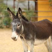 The applicant argued the building was needed to provide shelter for donkeys used to graze and manage pastureland