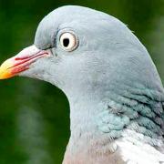 The greedy and clumsy woodpigeon