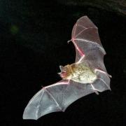 Bats' wings are formed from flaps of skin