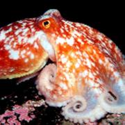 The northern octopus