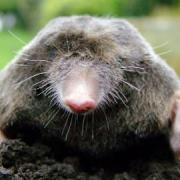 Cold weather means the mole has to dig deep