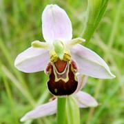 The beautiful bee orchid