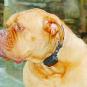 wired up: charlie the Dogue de Bordeaux with a receiver attached to his collar