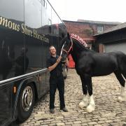 Richard Green with the new Shire horse at the Thwaites stables
