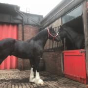 The new horse in the brewery stables