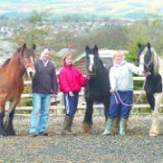TEMPORARY HOME: These three horses are now being cared for by farmer Tony Mills after they were seen running down Brownhill Drive, Blackburn, on Sunday
