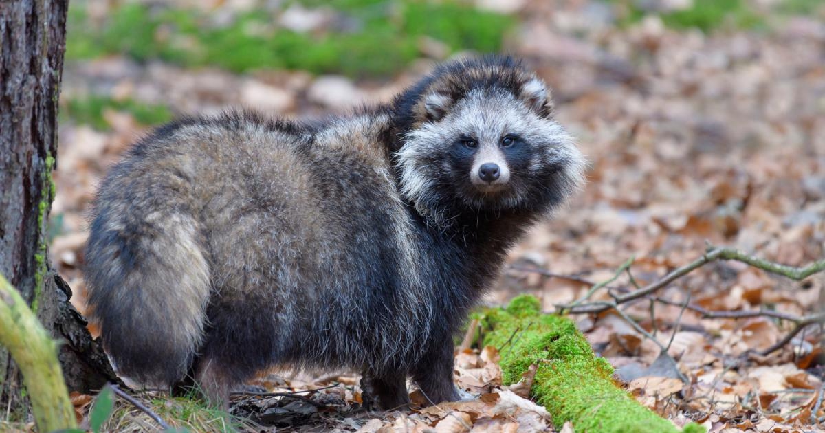 What is a common raccoon dog and are they in the UK? - Vimarsana News