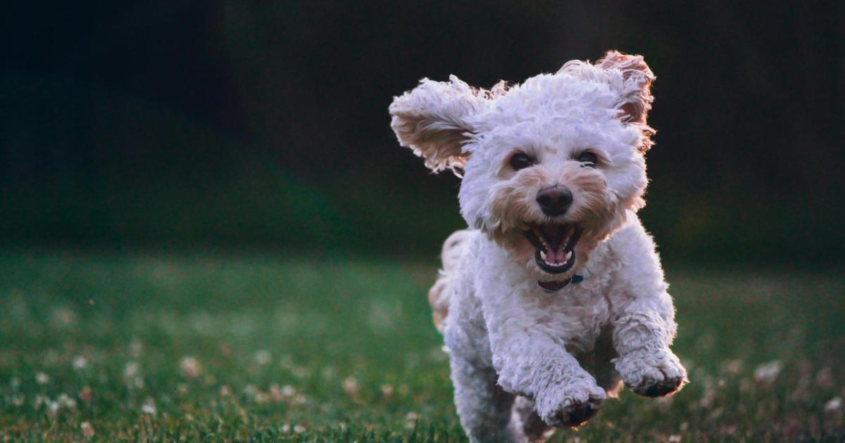 Dog day care facility in Ribble Valley will require full planning permission