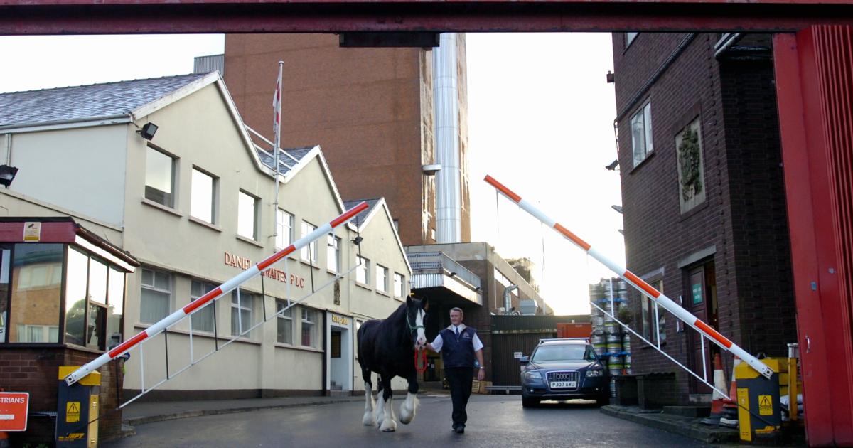 Thwaites shire horse pictured on last day at work at brewery