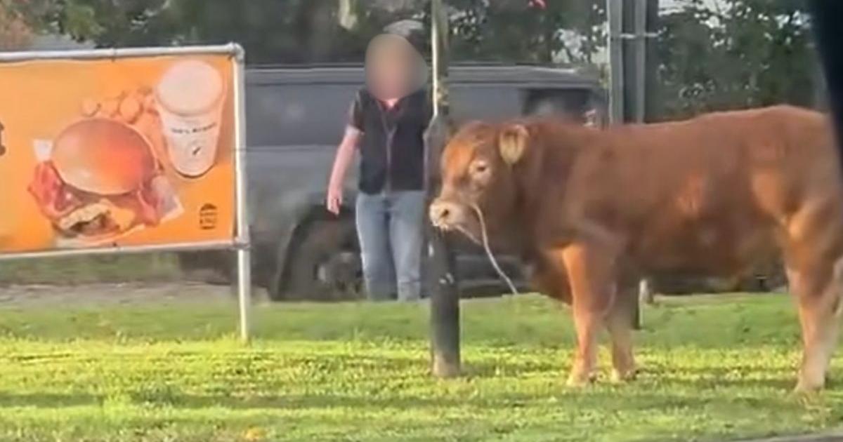 'Escaped cow' at M6 service station sparks frenzy on social media