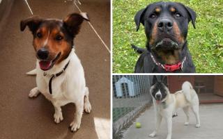 Lancashire rescues need to be rehomed(Photo: RSPCA)