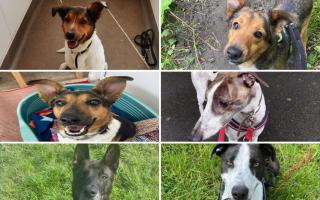 These six dogs need a forever home in Lancashire. (Credit: RSPCA)