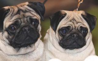Pugs no longer considered ‘typical dogs’ as experts advise not to buy the breed (PA)