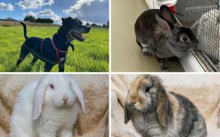 Could you give one of these animals a loving home? (RSPCA/Canva)