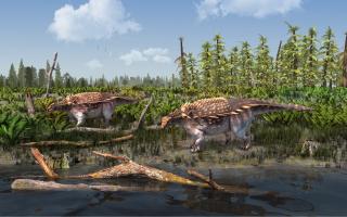 Photo issued by the Natural History Museum of an artist impression of two Vectipelta barretti dinosaurs.