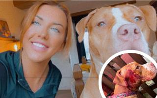 Casey Wilson's dog Nova, was left covered in blood after attack