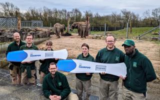 Blackpool Zoo looks forward to welcoming two baby Asian elephants later this year