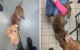 Emaciated dog rescued by RSPCA after being found in Burnley