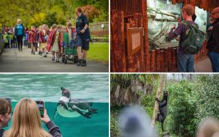 Chester Zoo are offering 33,000 tickets to school children across the UK