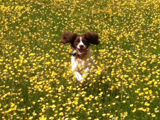 ENERGY: Tache the springer takes to the fields