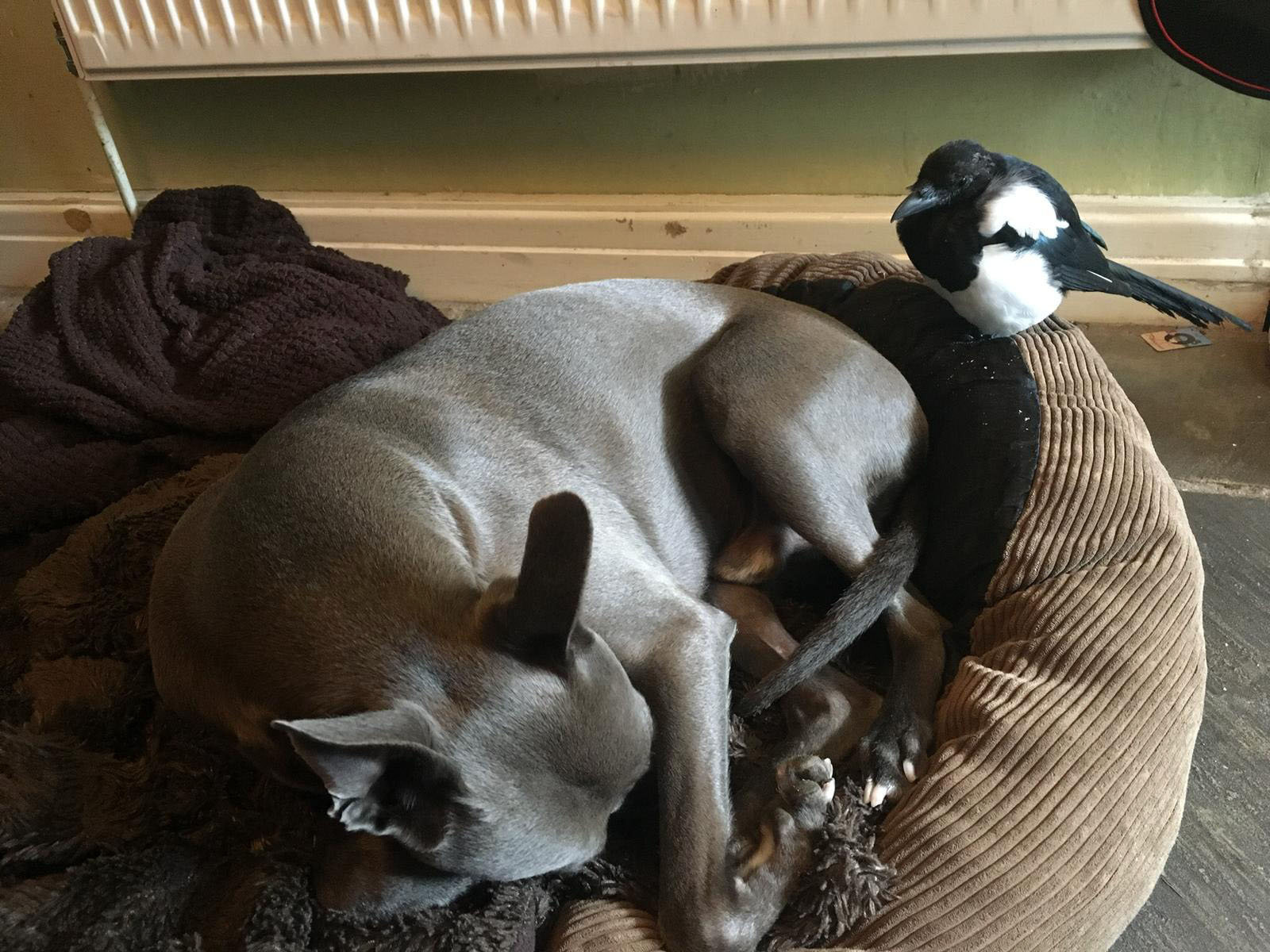 Watch video of dog and MAGPIE who are best friends | Lancashire Telegraph